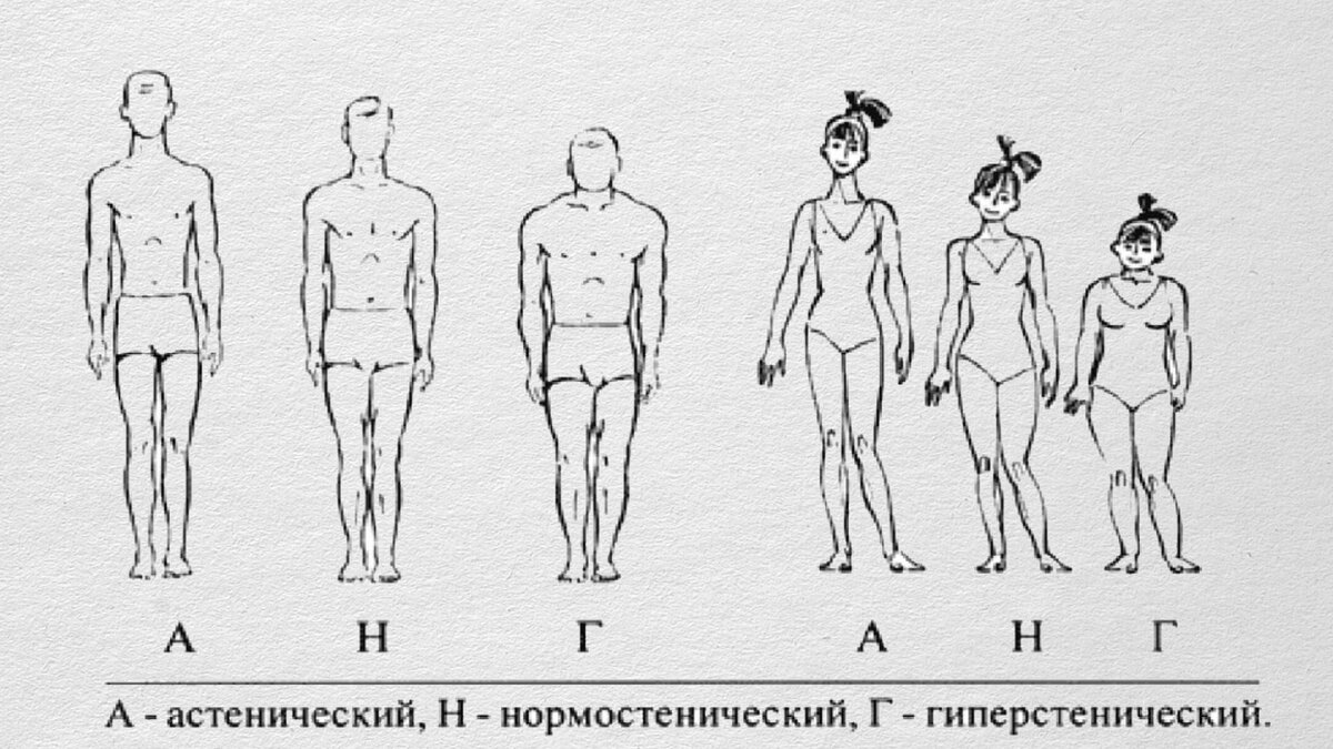 Типы телосложения 