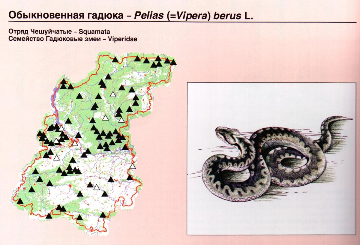 Как защититься от змей? | ОхотНадзор Нижегородской области | Дзен