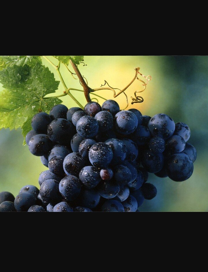 Польза черного винограда для организма человека:
улучшает память и внимание;
избавляет от стрессов;
нормализует работу печени;
оказывает положительное влияние на сердце;
предупреждает онкологию;
улучшает зрение;
снижает уровень сахара;
снижает интенсивность кашля.
Темный виноград используется повсеместно
Польза для женщин:
профилактика рака молочной железы;
нормализация гормонального фона;
возобновление полового влечения;
улучшение состояния кожного покрова.
Польза для мужчин:
сохраняет потенцию;
нормализует работу мочеполовой системы;
улучшает сперматогенез;
предупреждает аденому предстательной железы.