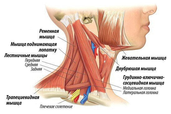 Миозит шейных мышц