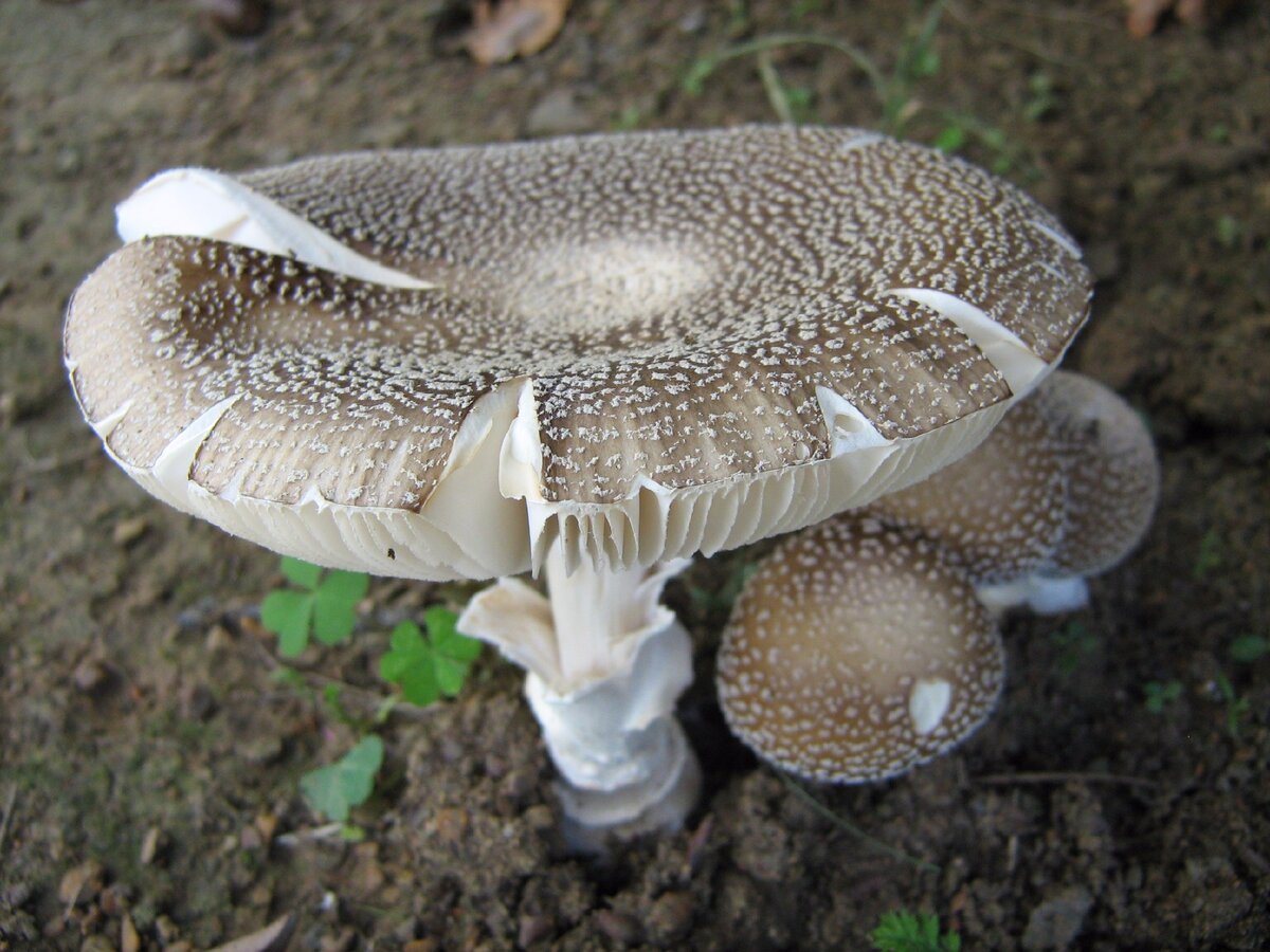 Amanita Pantherina - содержание действуещего вещества в 3-4 разабольше чем в красном мухоморе.