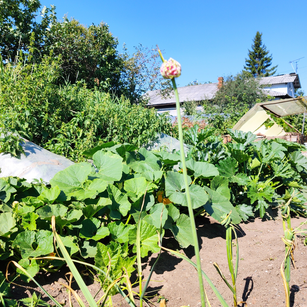 Стрелка чеснока