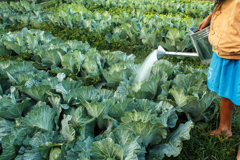 Обработка капусты уксусом от вредителей: эффективное обращение с тли и блохами