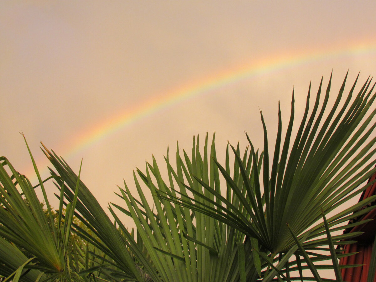 После дождя природа улыбается.