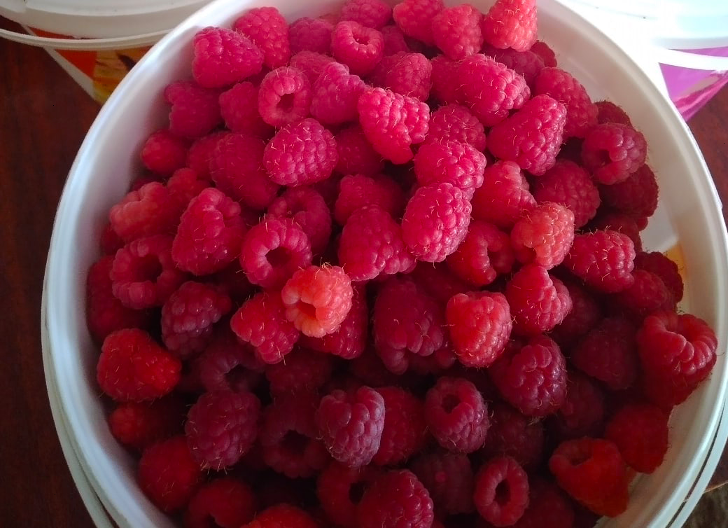 Фото одного из последних сборов малины.