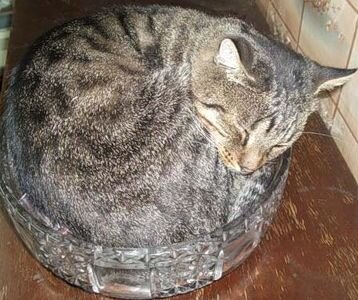 Буська в вазе