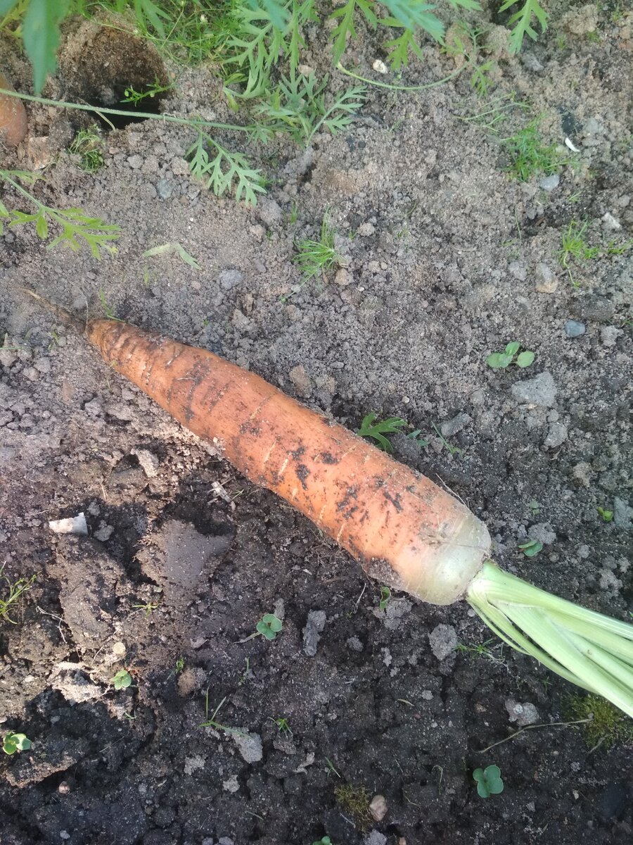 Вот такая ровная крупная морковь выросла на моей грядке