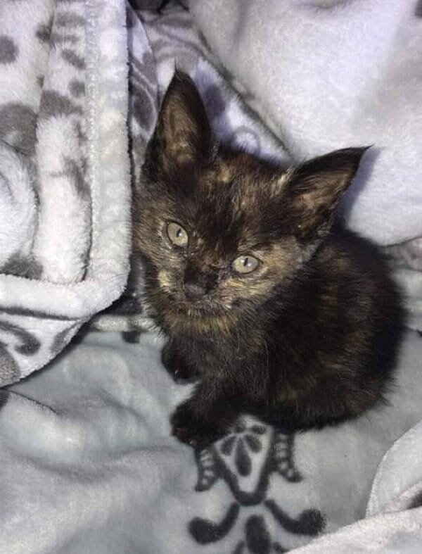 Коко дома. Источник фото: https://givepaw.ru/blog/43998980611/Deti-mahali-rukami,-ostanavlivaya-mashinu.-V-kanalizatsii-plakal?nr=1&utm_referrer=mirtesen.ru