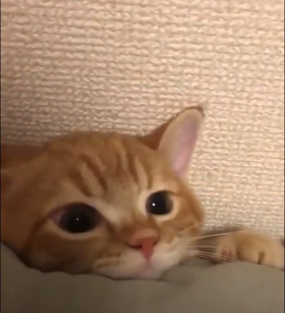 Забавные кошки