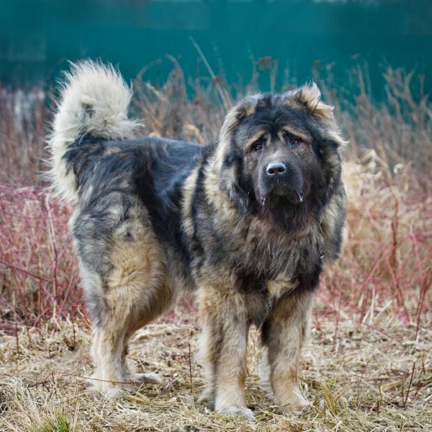 Джейми у нас в приюте