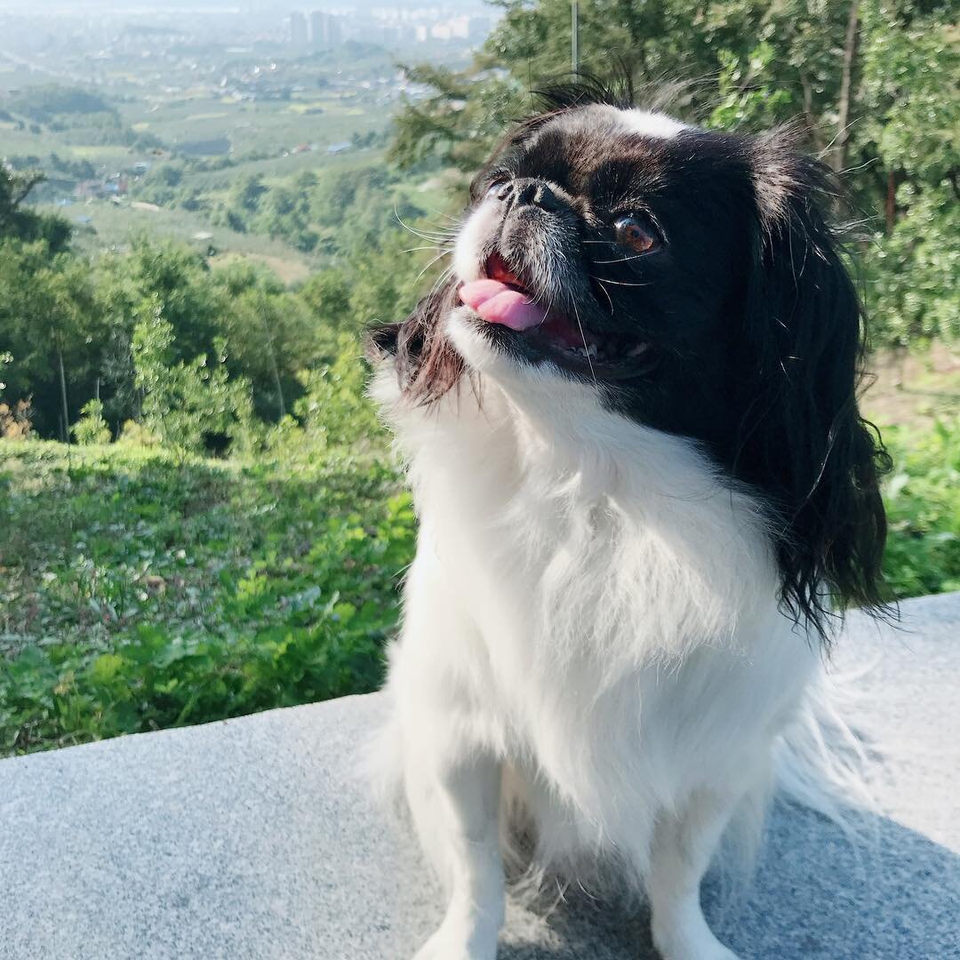 японский хин