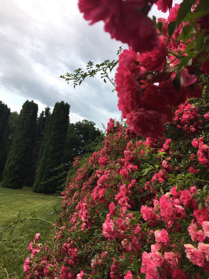 место:г.Кисловодск, Долина роз