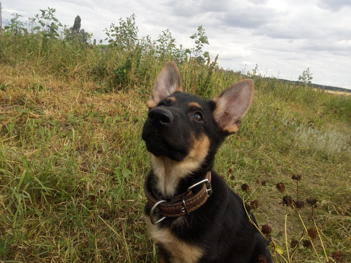 Альма (Байра эль Тори)