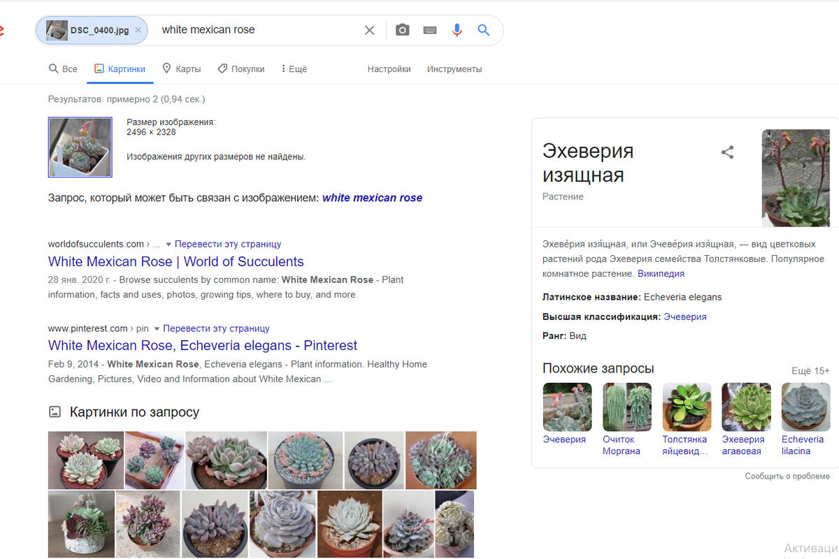 То что эхеверия поиск догадался, а вот сорт не правильно опознал.