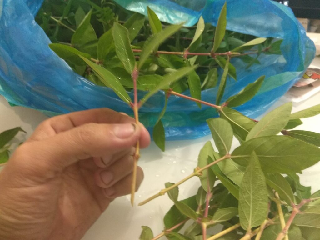 Черенок жимолости