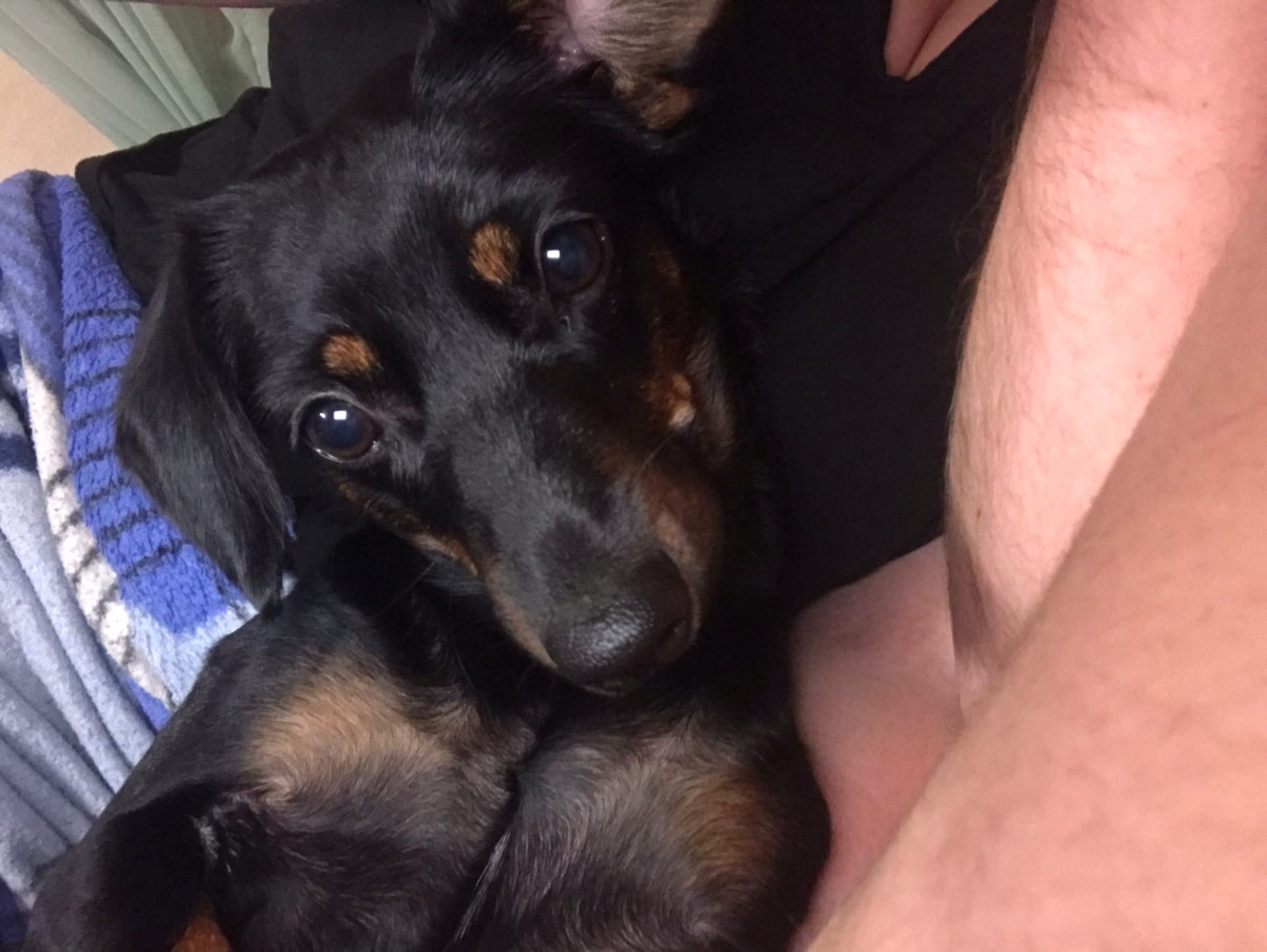 .Нюша-такса! У них отношения сначала не сложились,но за то сейчас,они жить друг без друга не могут,даже едят вместе,про спят я уже молчу. 