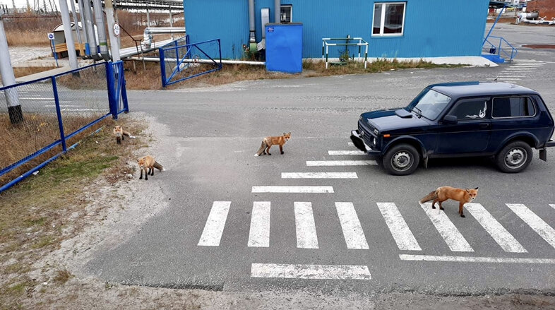 Прокормленные животные 