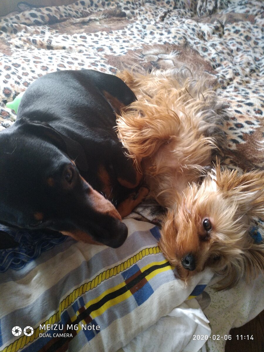 Злобным Троллям всем назло,счастливы собаки,в ласке и любви живут,не ввязываясь в драки...