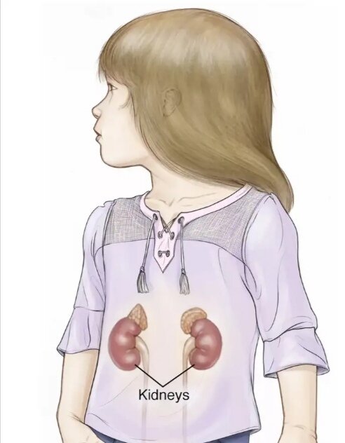Почки у 5 летнего ребёнка 