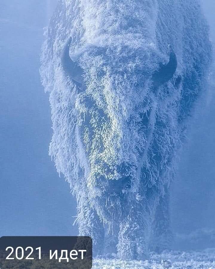 Из сети Интернет