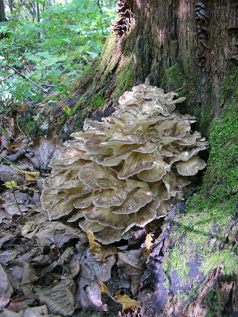 Вот он, лесной красавец! (фото Юрия Абрамова)