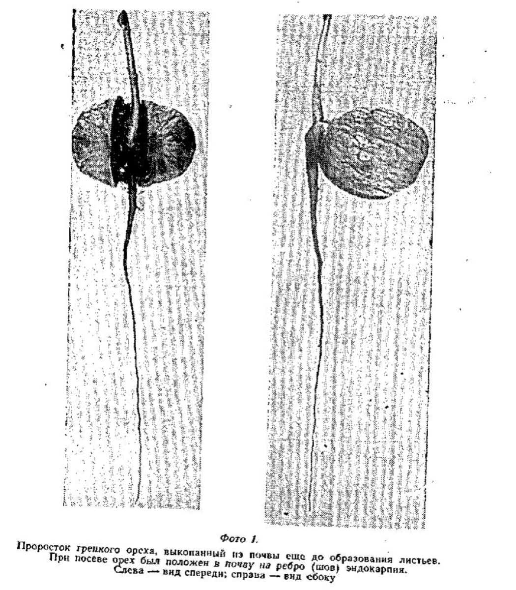 Картинка из кандидатской работы «О некоторых особенностях биологии грецкого ореха от прорастания до вступления в плодоношение»