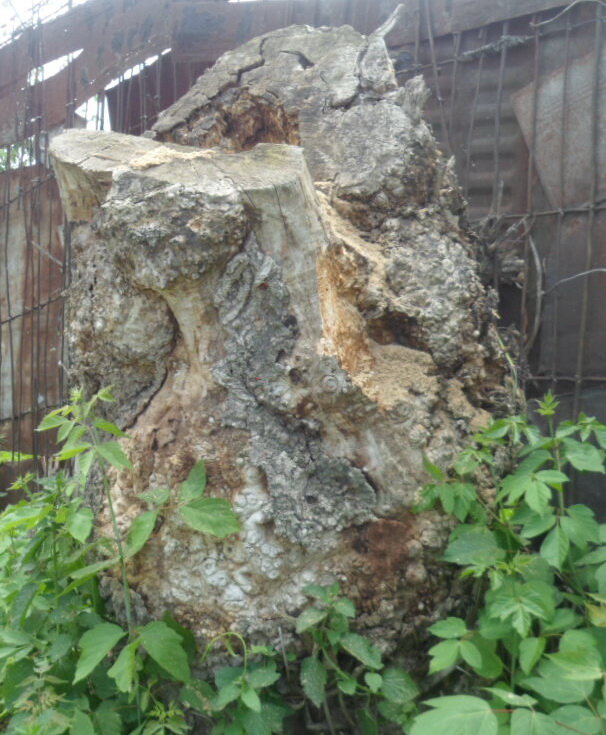 Если долго смотреть на этот пень, то вы увидите лицо - нос, полузакрытые веки, борода.