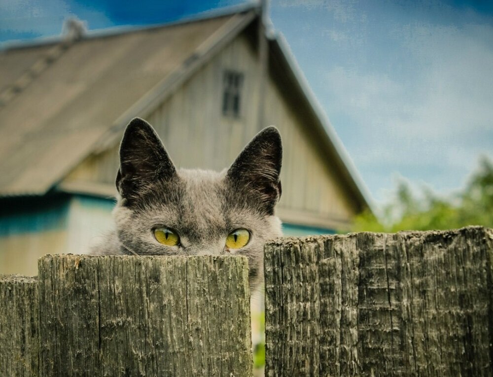 Не переживайте - это другой кот