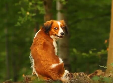 Собака породы коикерхондье