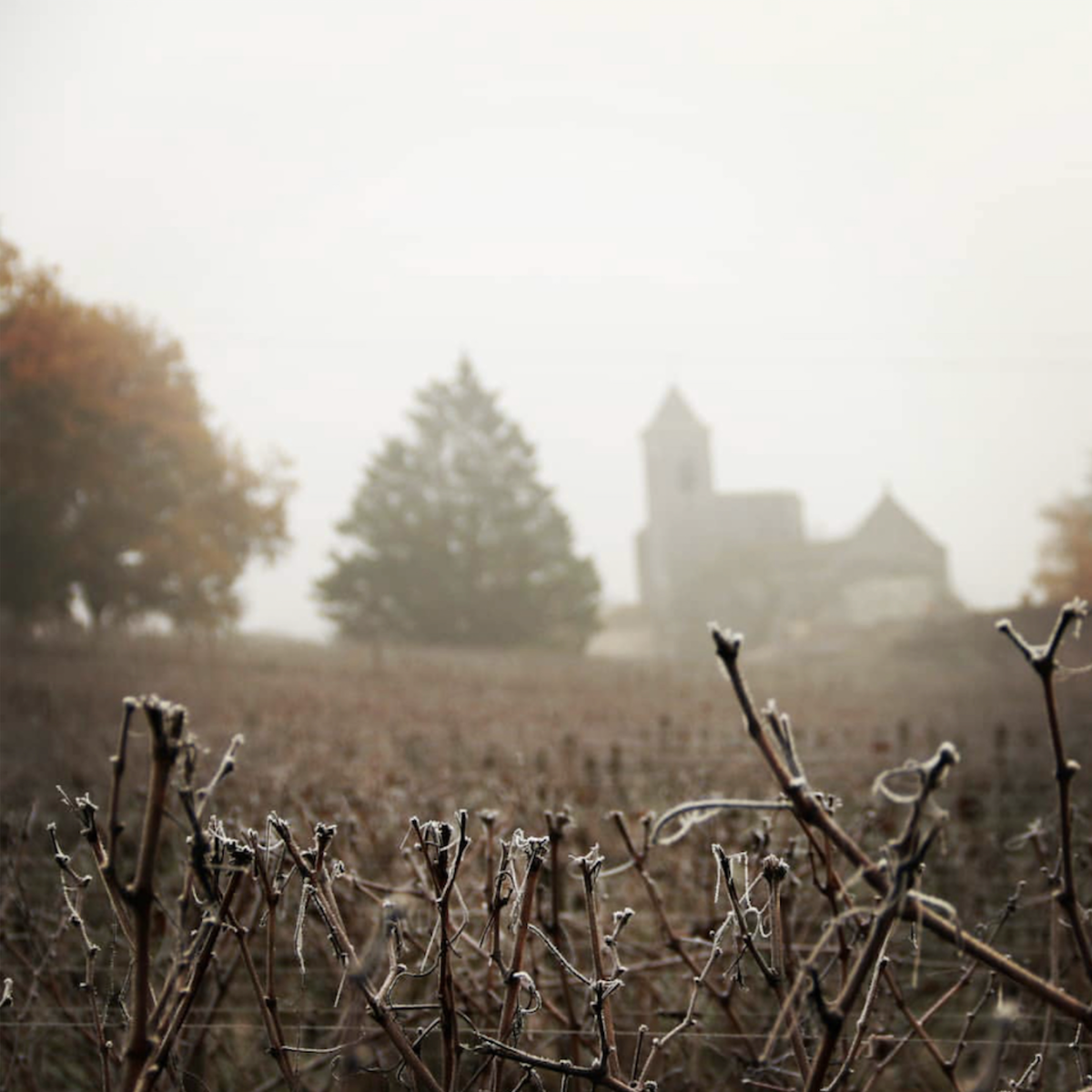 Зимние виноградники в Бордо