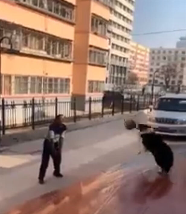 Собака эффектно играет в волейбол превосходя партнера по точности