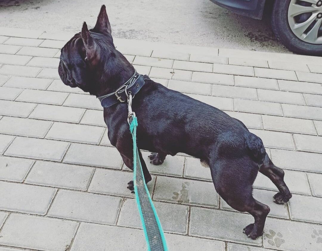 пример хорошей физ.подготовки, на моей собаке