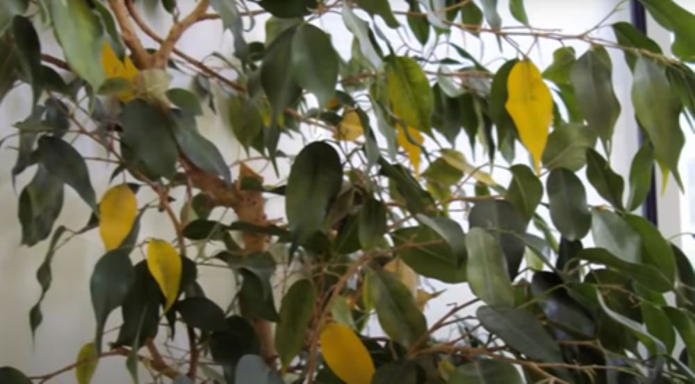Почему желтеют и опадают листья у фикуса бенджамина: причины и способы их исправления