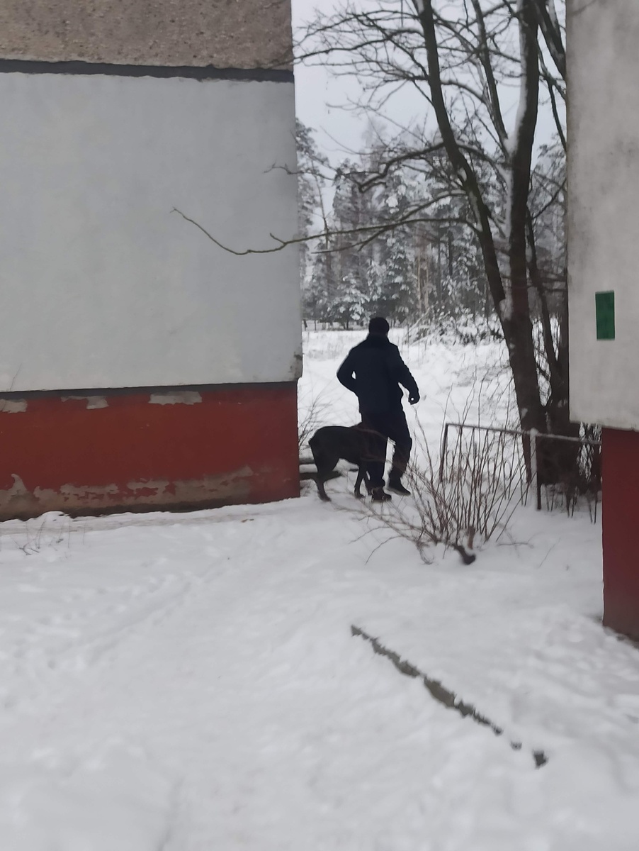 огромный пес идёт гулять без намордника, листайте вправо