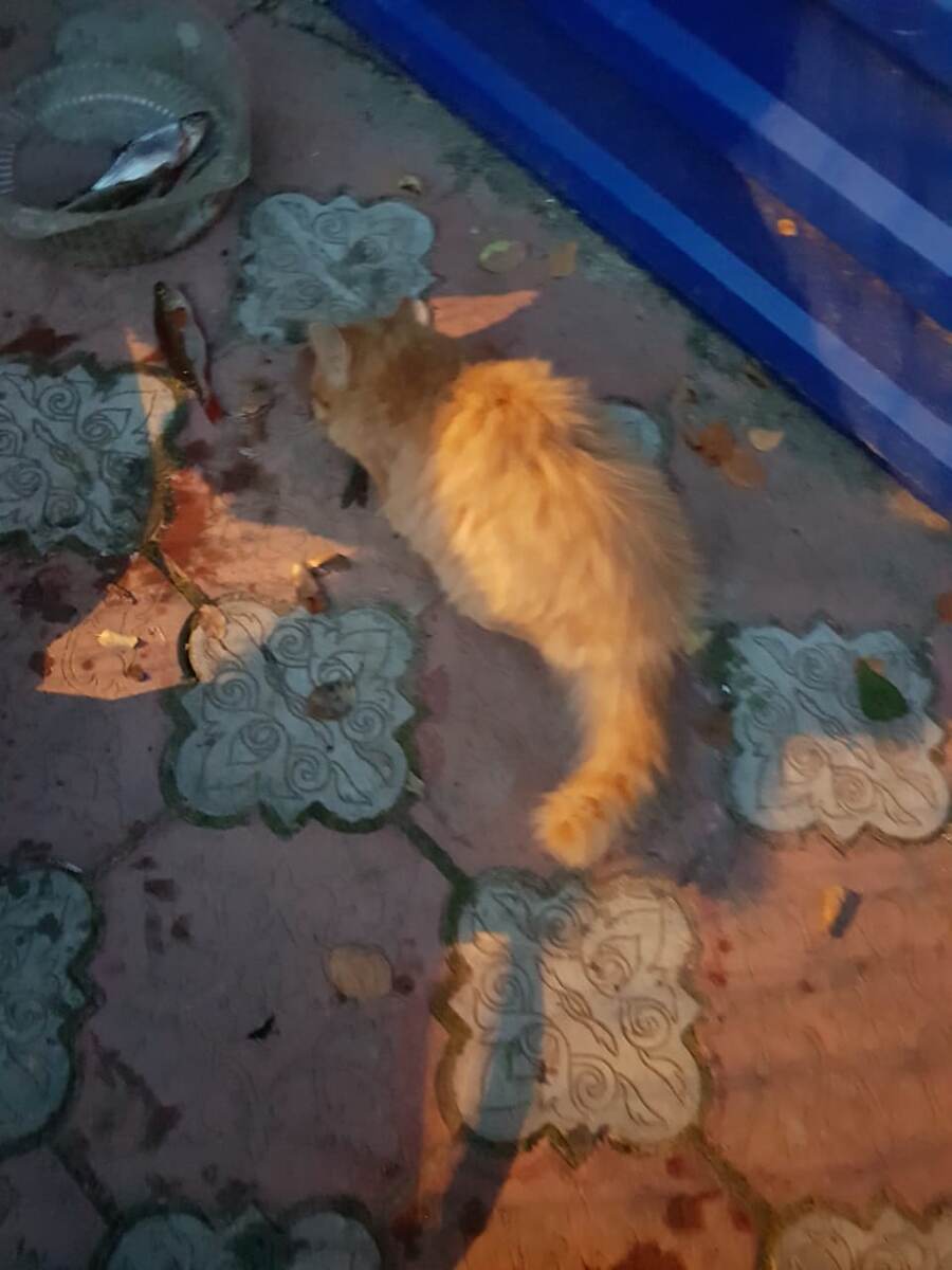 Рыжик угощается свежей рыбкой