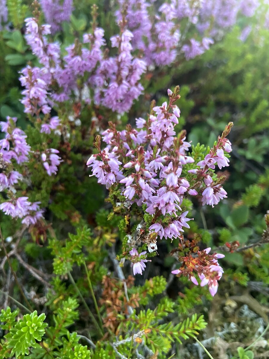 Очень красивая там природа. Фото автора