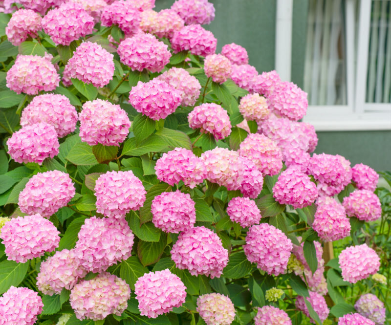  Гортензия. Иллюстрация для статьи используется по стандартной лицензии ©dachnyedela.ru