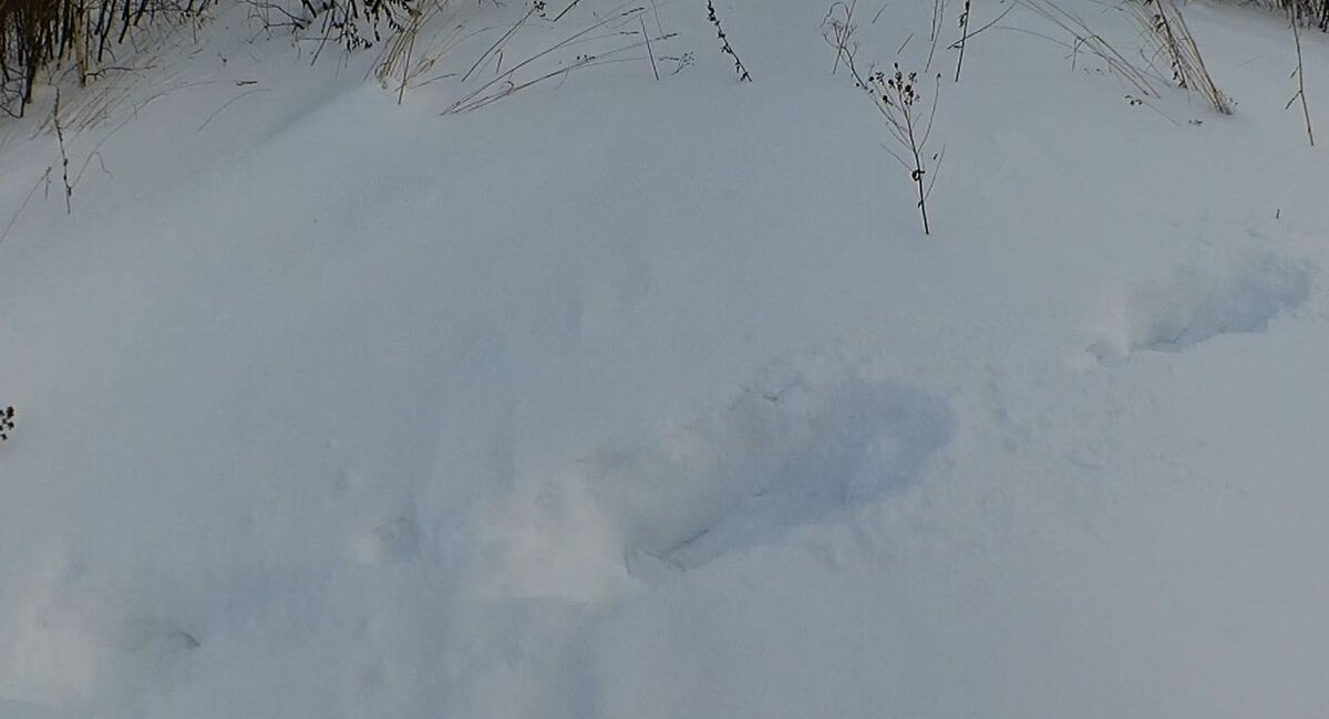 Чьи же это следы?