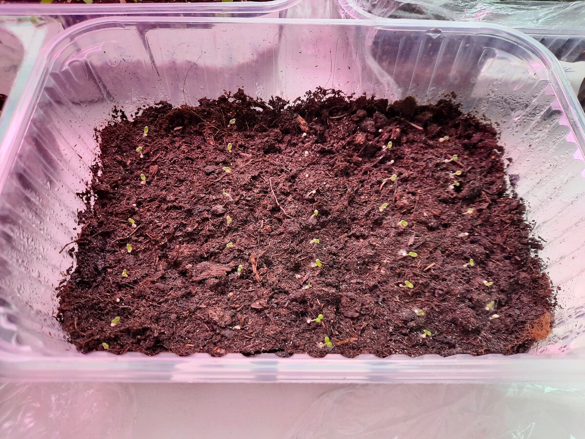 Сеянцы кустовой петунии, посеянной 28 января 2021 года. Фото от 4 февраля.