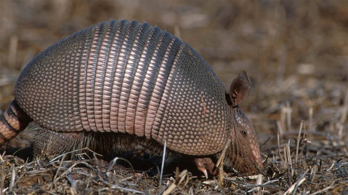 Картинка взята из открытых источников.