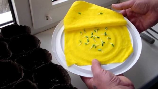 Проращивание семян https://plant-growing.com