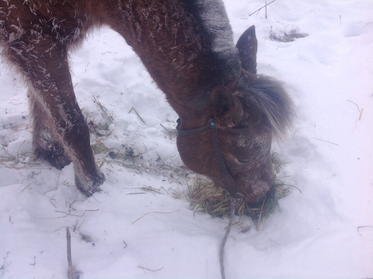 Зимняя трава