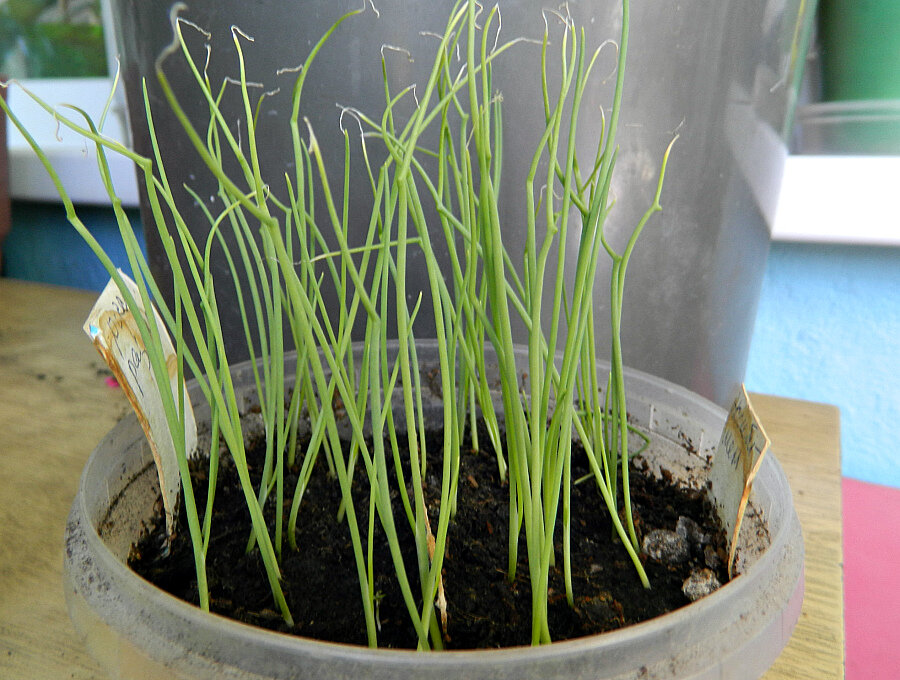 Если кончики желтеют - ничего страшного. В этом возрасте рассаду можно подстричь