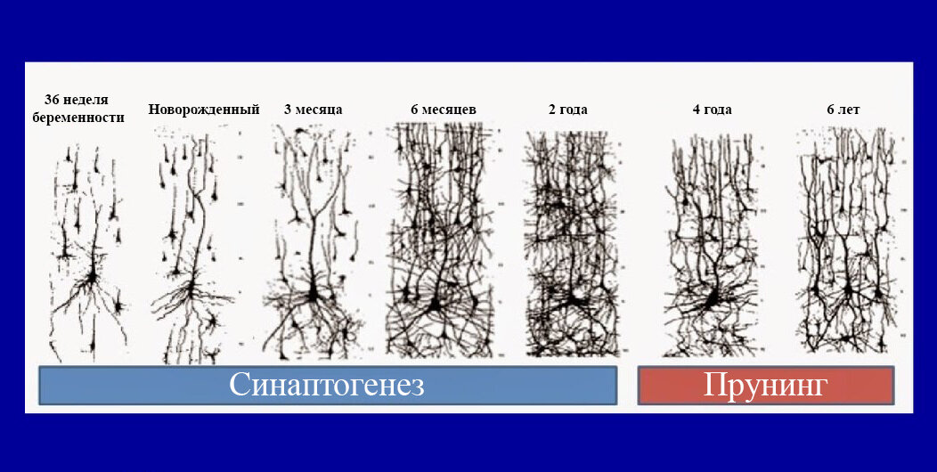 Обратите внимание: количество нейронов практически неизменно. Зато сильно меняется количество связей.