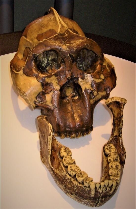 Череп Щелкунчика