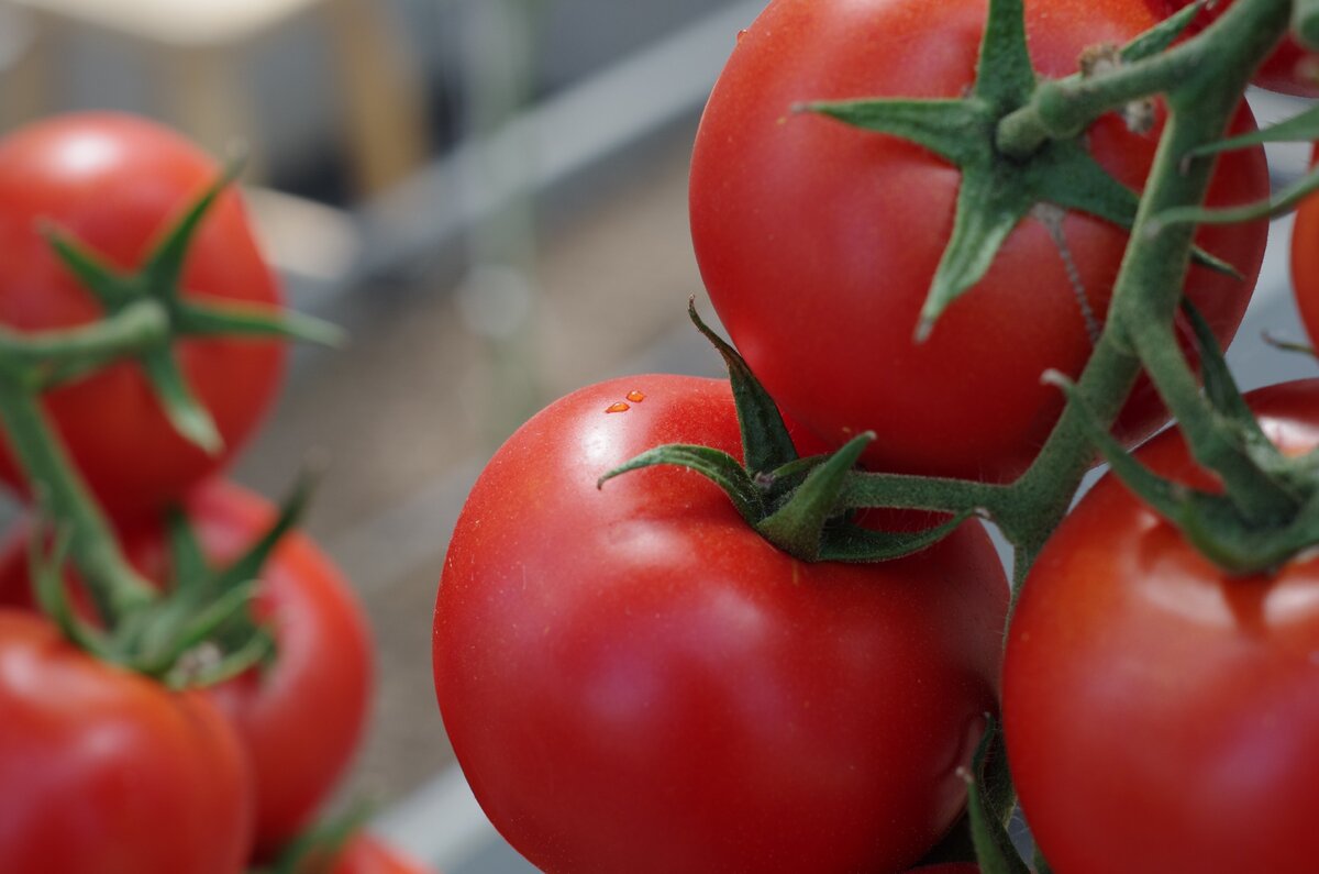 Tomate en macetero