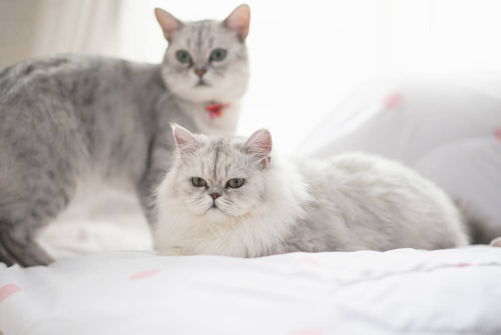 Красивые породистые коты