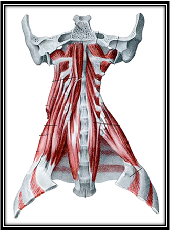 Глубокие мышцы шеи