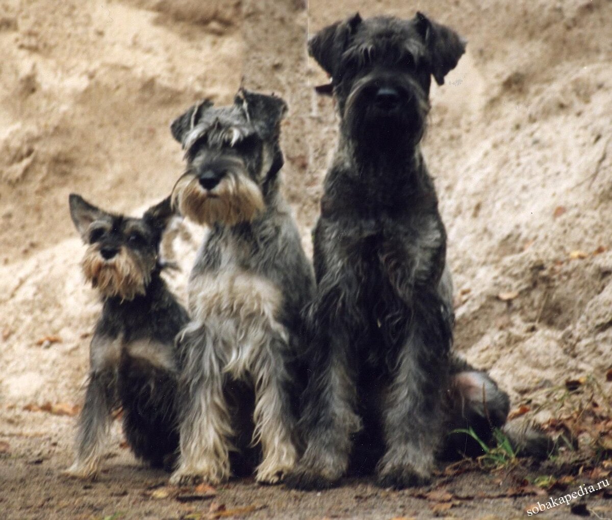 Фото из открытого доступа