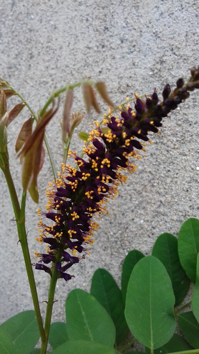 Соцветие аморфы